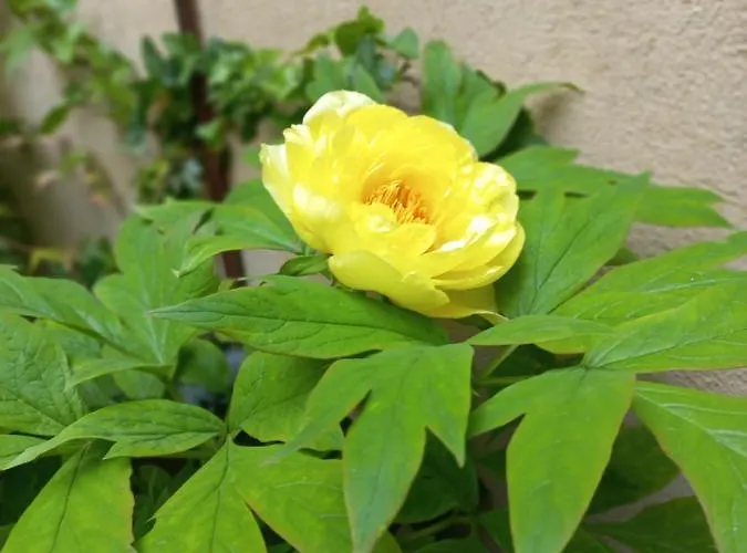 Giardino Segreto - History And Design بولونيا