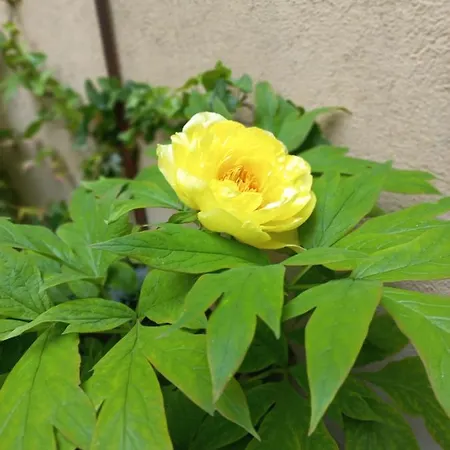 Giardino Segreto - History And Design ボローニャ