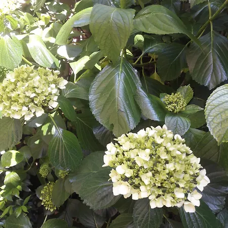 Giardino Segreto - History And Design * Boloňa