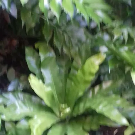 Giardino Segreto - History And Design