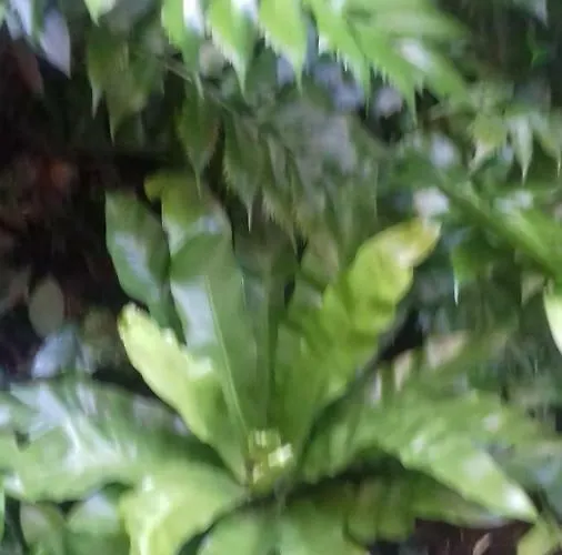 Giardino Segreto - History And Design